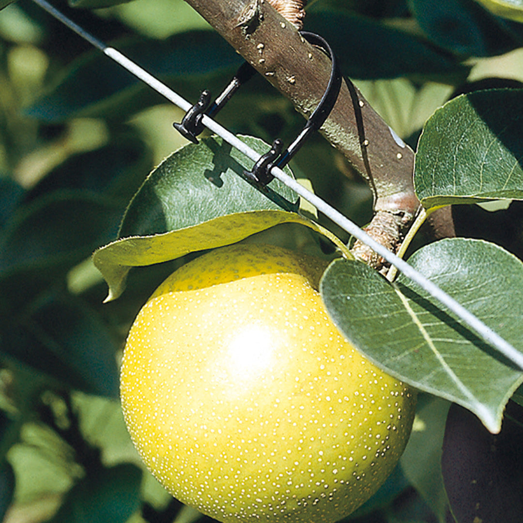 Trellis Ties